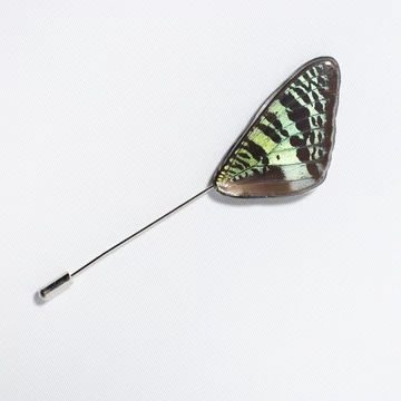 Lepke kitűző (Urania sp.)