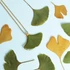 Kép 2/3 - Ginkgo nyaklánc (arany)